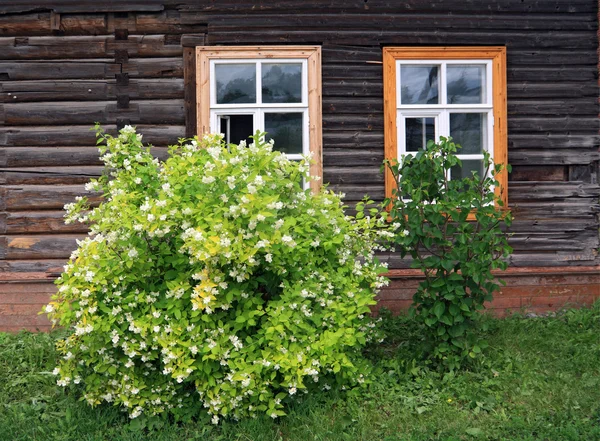 Kvetoucí bush dřevěné budovy — Stock fotografie