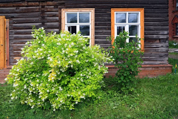 Kvetoucí bush u zdi dřevěné budovy — Stock fotografie
