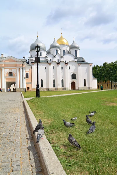 Porumbel pe ierburi lângă biserică — Fotografie, imagine de stoc