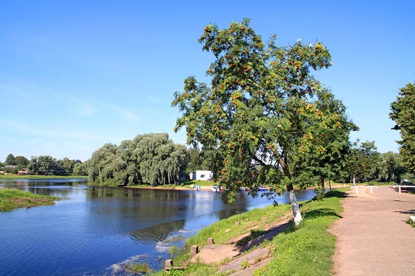 Rowanberry en el río costa — Foto de Stock