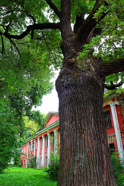 Vecchia quercia vicino edificio rosso — Foto Stock