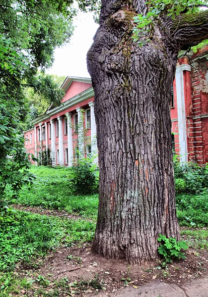 Старый дуб возле красного здания — стоковое фото