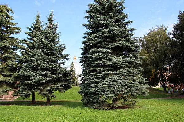 Çam ağaçları Şehir Parkı — Stok fotoğraf