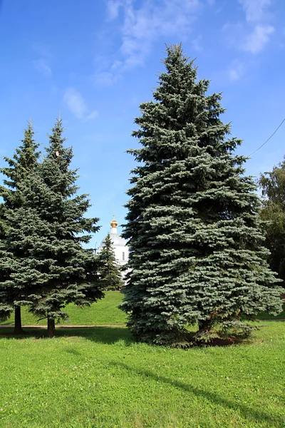 Çam ağaçları Şehir Parkı — Stok fotoğraf
