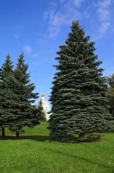 Fir trees in town park — Stock Photo, Image