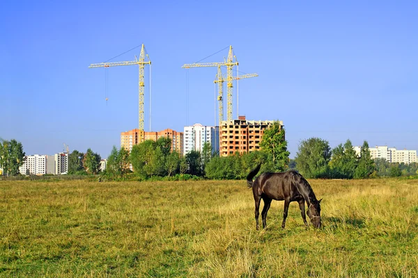Häst betar på äng mot ny byggnad — Stockfoto