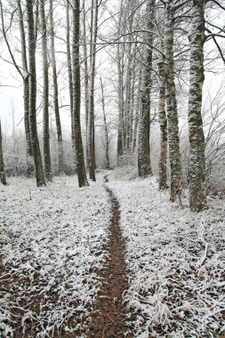 ıslak kış park lane