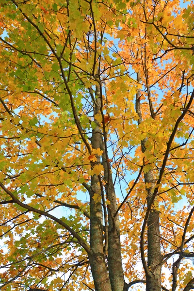秋天的枫叶上黄色表 — 图库照片