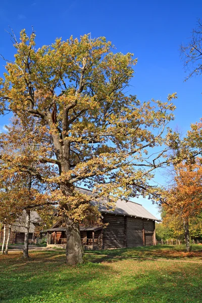 Yellow oak near rural building — Stock Photo, Image