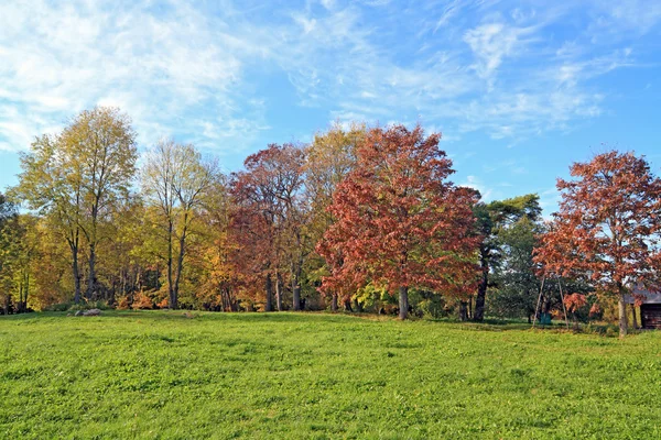 Yellow copse on autumn field — Stock Photo, Image
