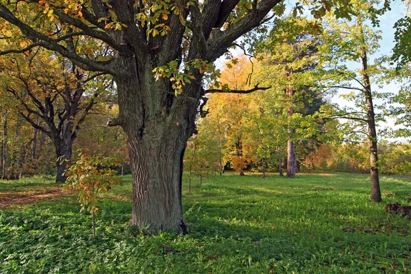 Vieux chêne en bois d'automne — Photo