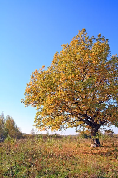 Yellow oak on autumn field — Stock Photo, Image