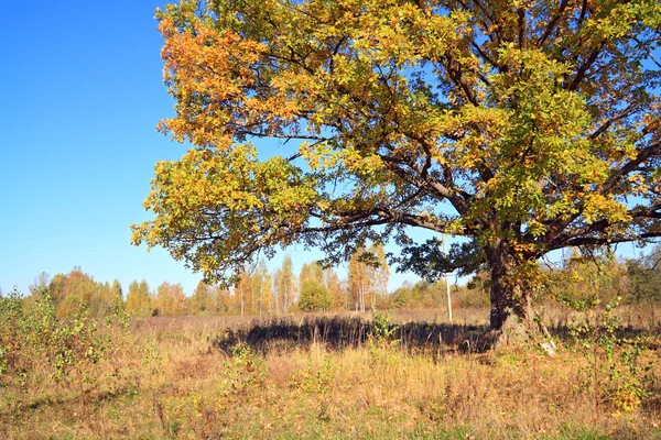 Желтый дуб на осеннем поле — стоковое фото