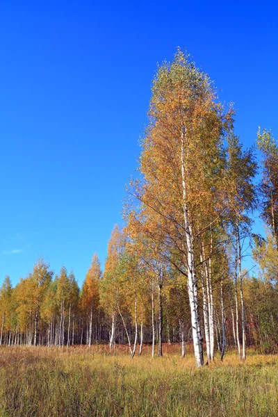 Betulla gialla su campo di autunno — Foto Stock