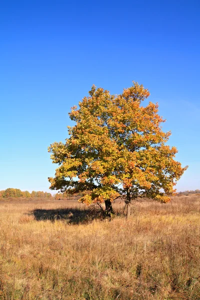 Κίτρινο oak για φθινόπωρο πεδίο — Φωτογραφία Αρχείου
