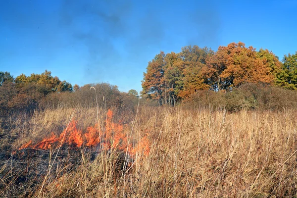 Fogo em ervas perto de madeira de carvalho — Fotografia de Stock