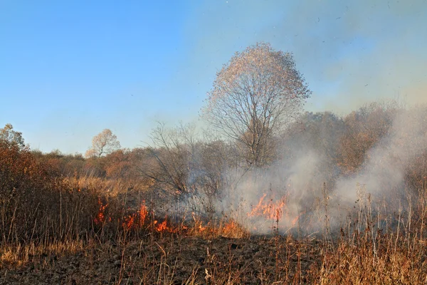 Brand in kruid in de buurt van eikenhout — Stockfoto