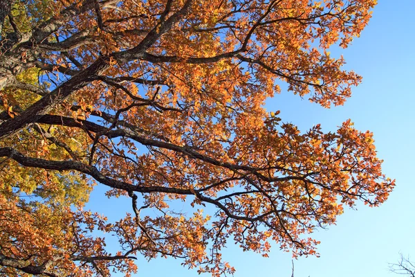 Rami di quercia su sfondo celeste — Foto Stock