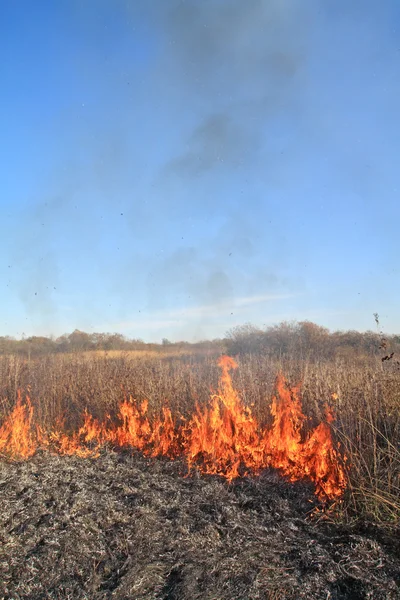 Feuer in trockenem Kraut — Stockfoto