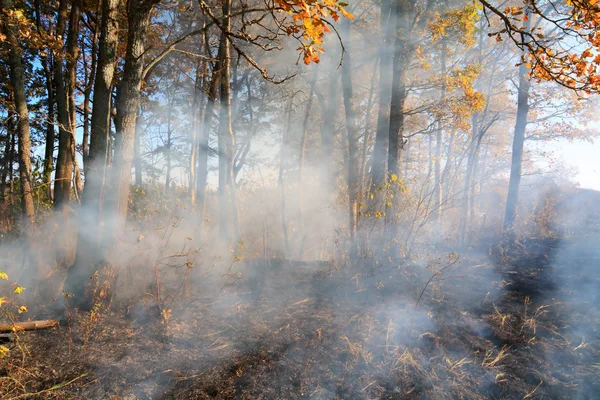 Пожежа в деревини — стокове фото