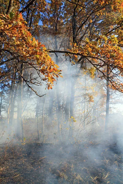 Brand i trä — Stockfoto