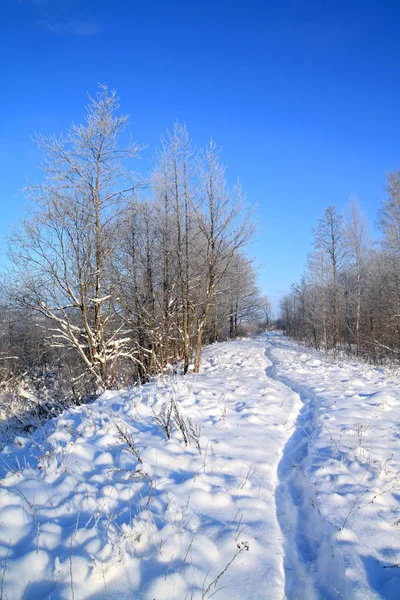 Nasse Spur im Winterpark — Stockfoto