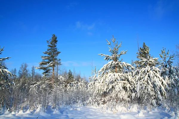 Pinos en nieve sobre fondo celeste — Foto de Stock