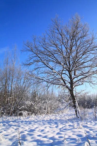 Strom ve sněhu na nebeských pozadí — Stock fotografie