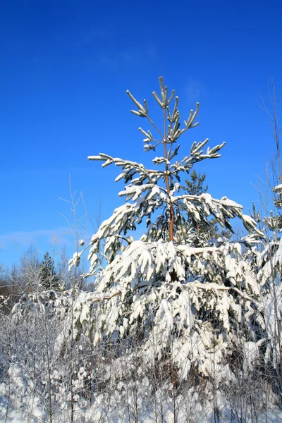 Borovice ve sněhu — Stock fotografie