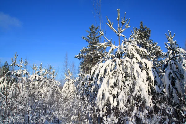 Pini nella neve su sfondo celeste — Foto Stock