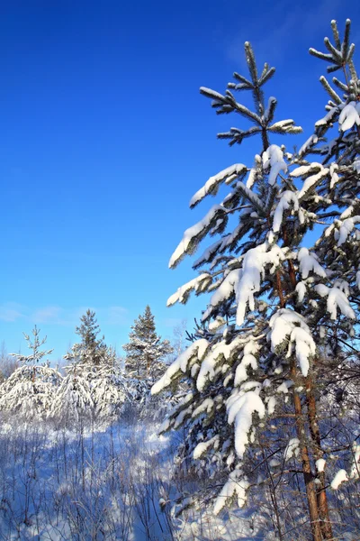 Pino nella neve — Foto Stock