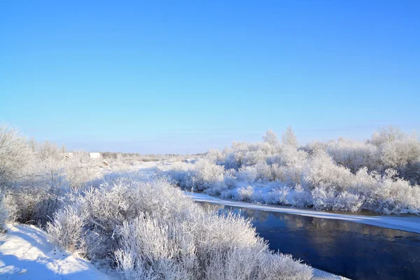Снежное дерево на берегу реки — стоковое фото