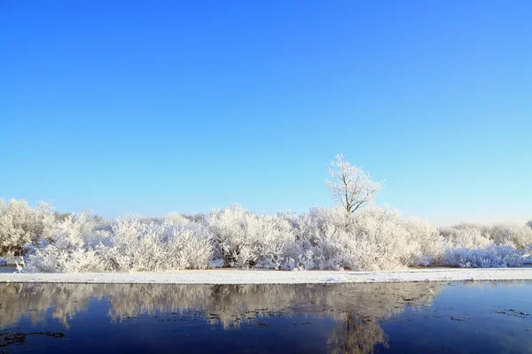 Buissons de neige sur la rivière côtière — Photo