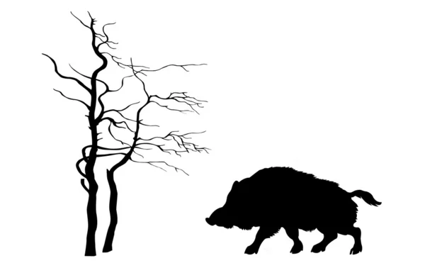 Beyaz zemin üzerine siluet yaban domuzu — Stok fotoğraf