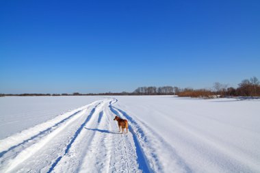 Kızıl köpek kar yolu üzerinde