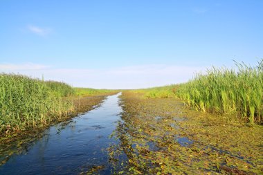 Bataklık bulrush