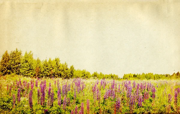 Lupines on field on grunge background — Stock Photo, Image