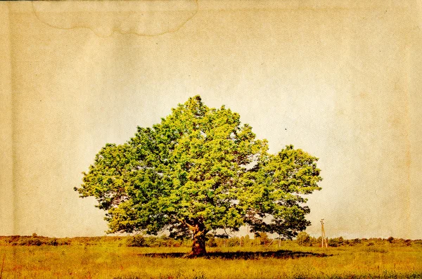 Дуб на поле на гранжевом фоне — стоковое фото