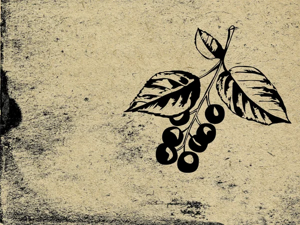 Berries of rowanberry on grunge background — Stock Photo, Image