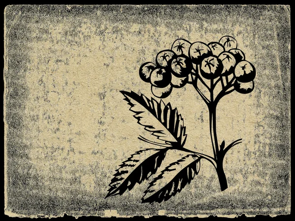 Μούρα της rowanberry σε φόντο grunge — Φωτογραφία Αρχείου