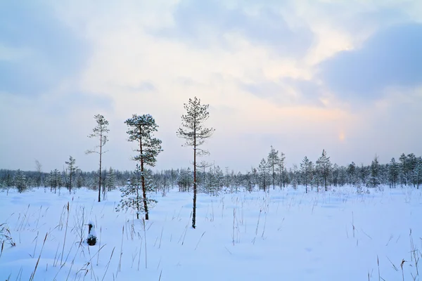 Pequeno pinheiro em pântano de inverno — Fotografia de Stock