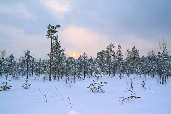 Malé borovice na zimní marsh — Stock fotografie