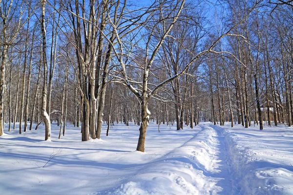 Sneeuw in de winter park lane — Stockfoto