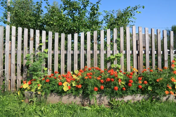 Flowerses near old rural fence — Stock Photo, Image