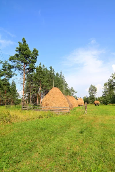 Çam yakınındaki saman yığını — Stok fotoğraf
