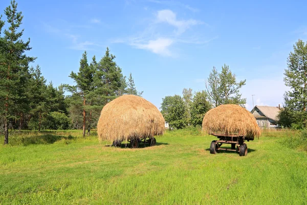 Stack hay near pine wood — Stock Photo, Image