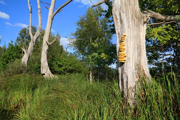Желтый гриб на сухом дереве — стоковое фото