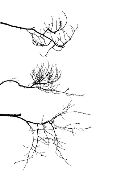 Silueta del árbol de ramas sobre fondo blanco — Archivo Imágenes Vectoriales