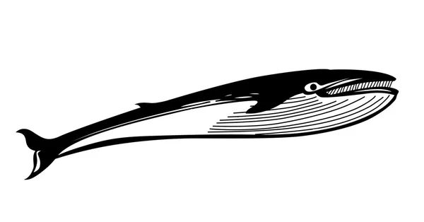 白い背景の上の図面のクジラをベクトルします。 — ストックベクタ