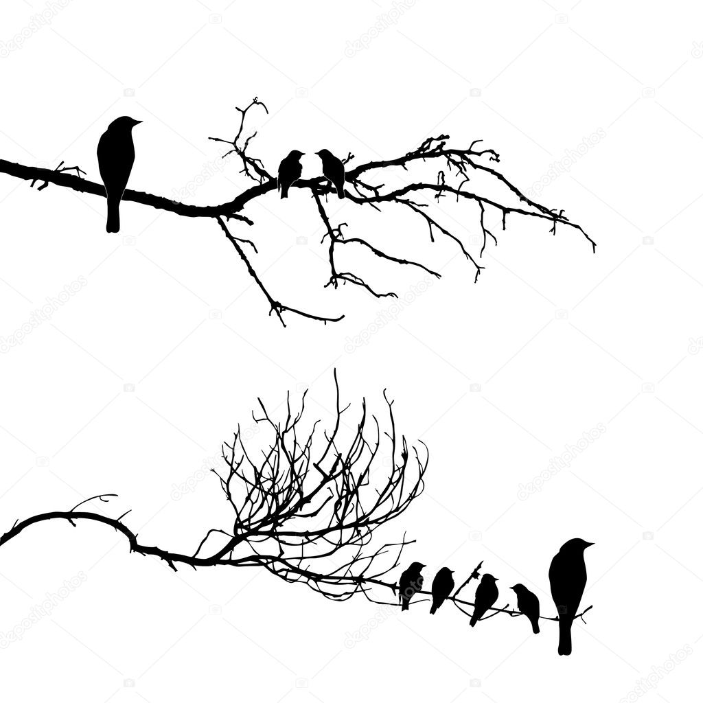 Vector silhouette of the birds on branch